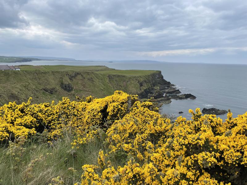 Ireland Today; verkkokurssi